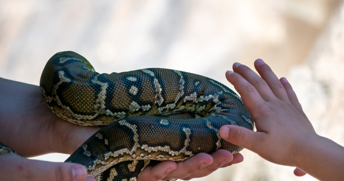 Animals Anonymous school holiday program • The Barossa Council