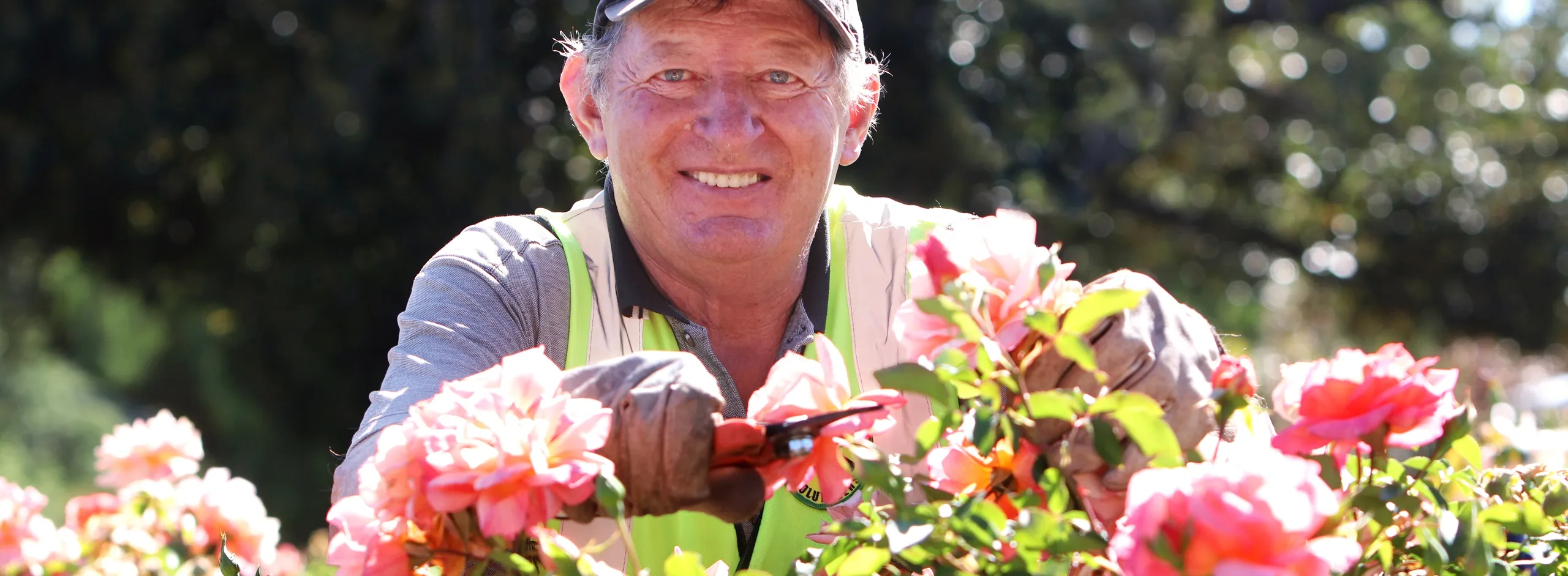 Murray Klingner volunteering his time pruning roses in Angaston