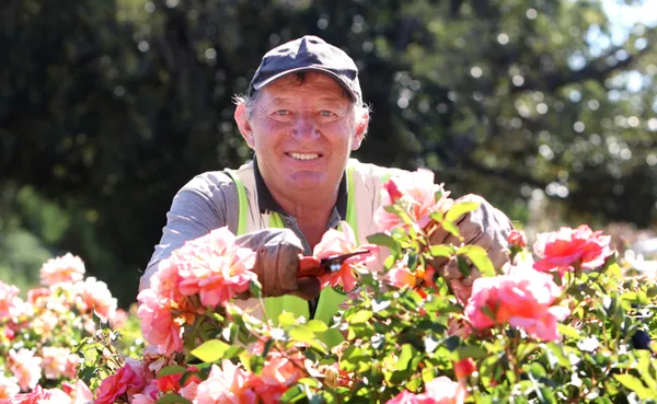 Murray Klingner volunteering his time pruning roses in Angaston