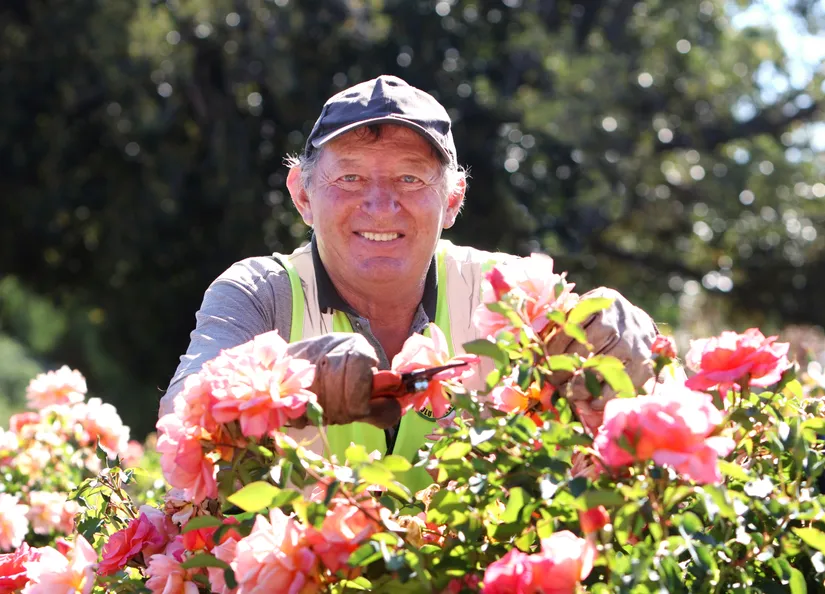 Murray Klingner volunteering his time pruning roses in Angaston