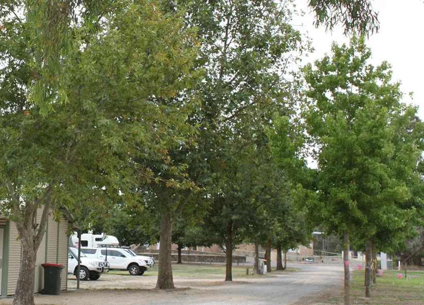 Mount Pleasant Caravan Park internal road