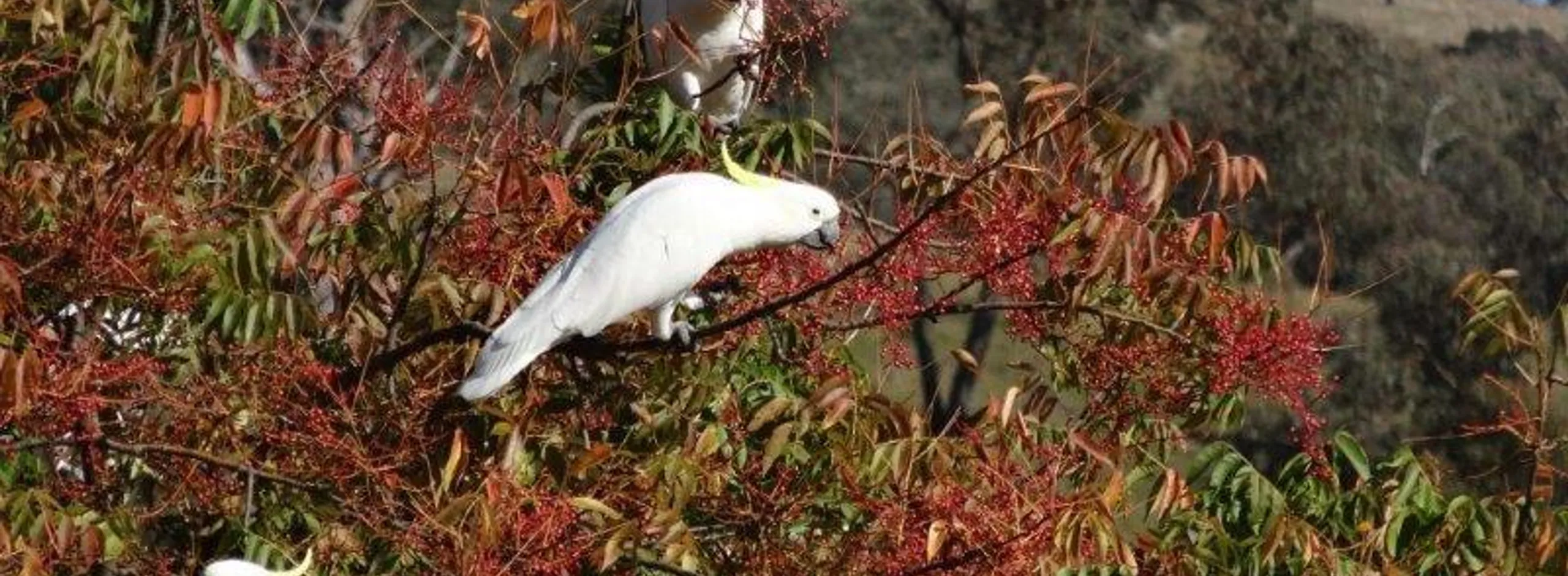 Cockatoo