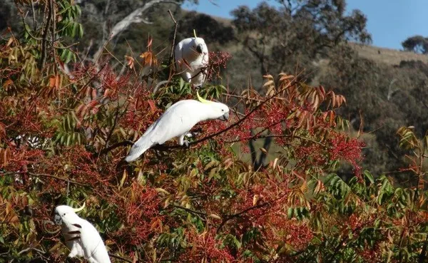 Cockatoo