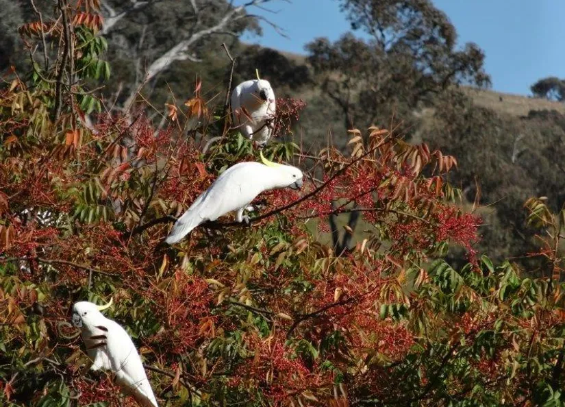 Cockatoo