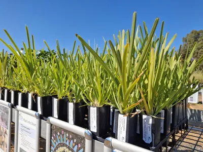 Community Nursery Barossa Bushgardens Lomandra longifolia March 2025