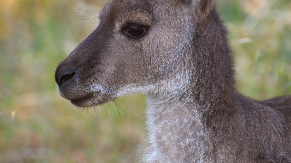 Kangaroo