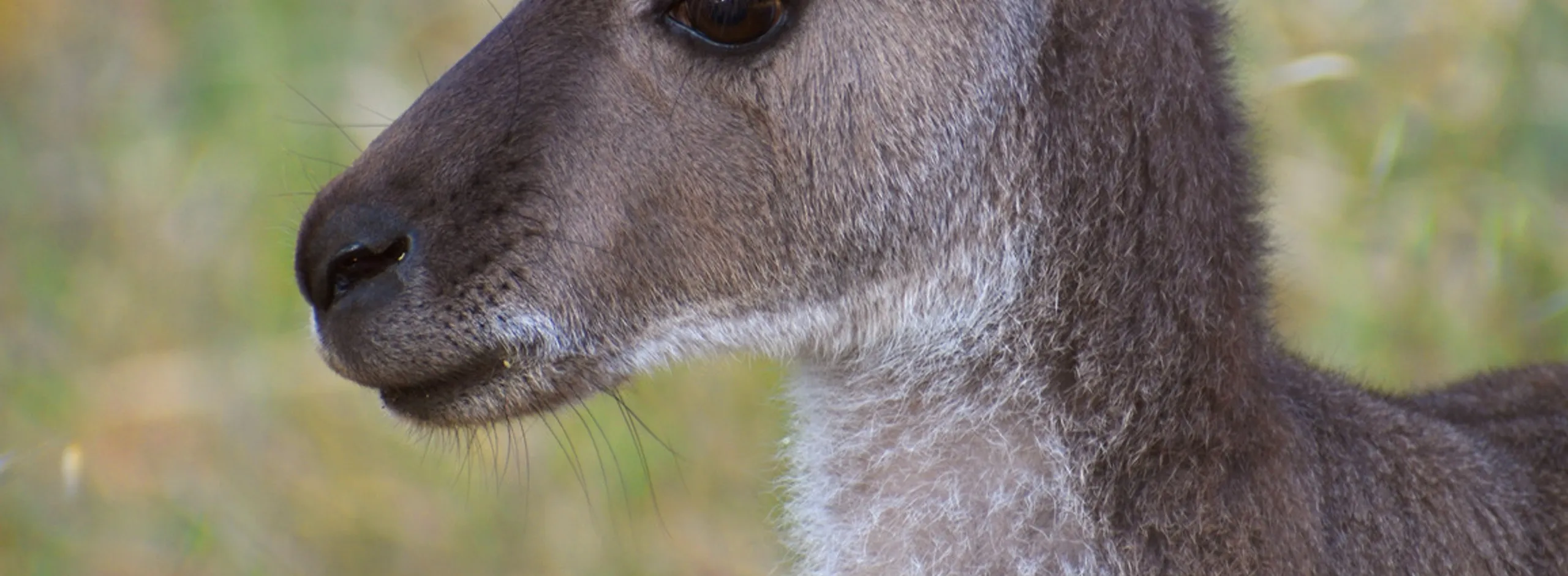 Kangaroo