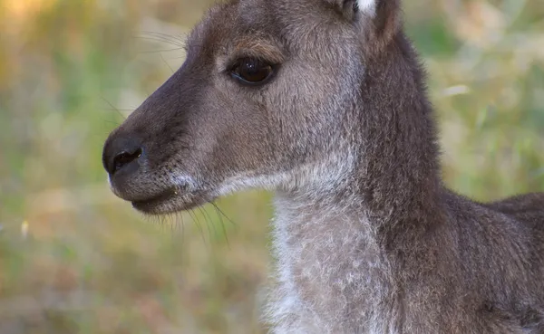 Kangaroo