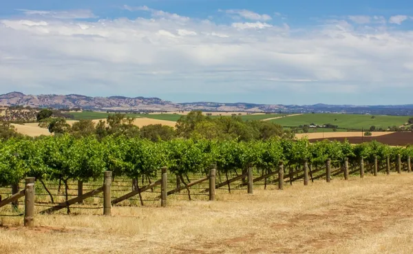 Barossa landscape hero image