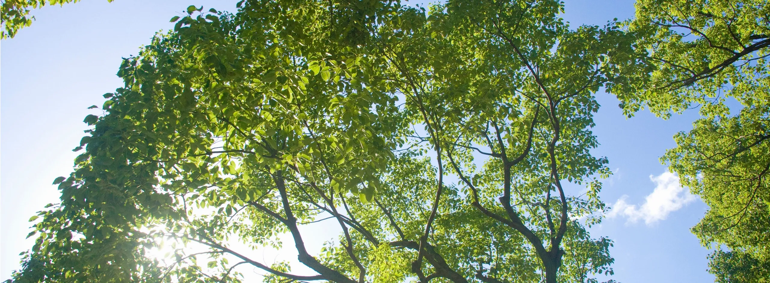 Development tree removal