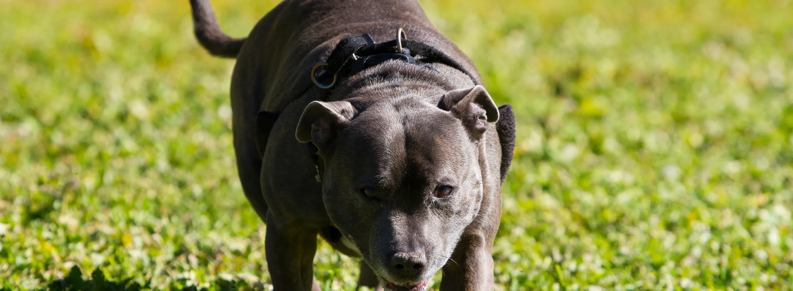 Environment nuisance dog