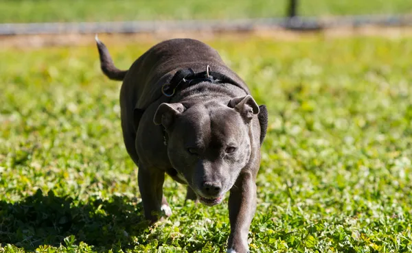 Environment nuisance dog