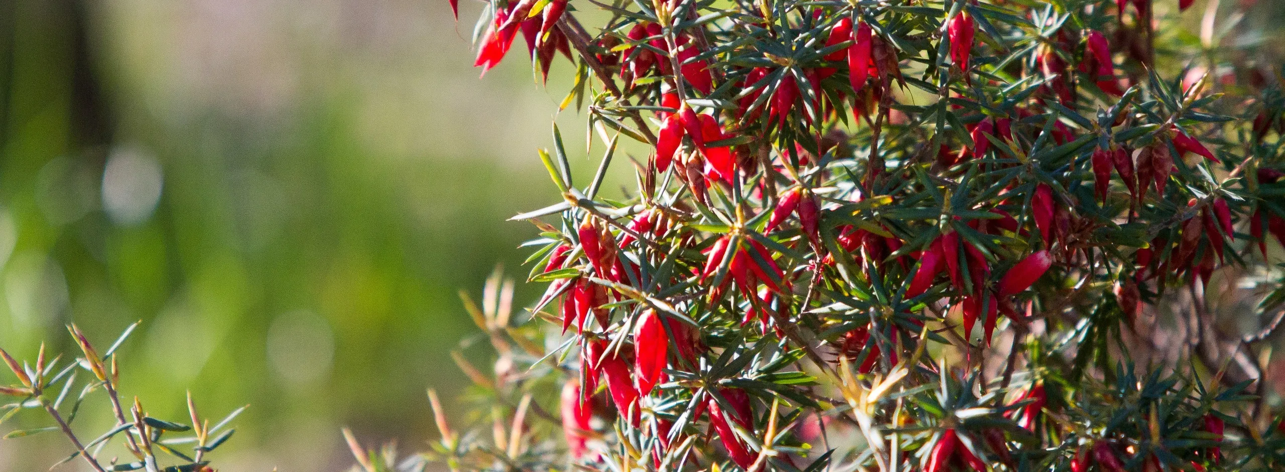 Environment native flora