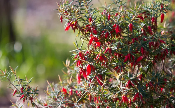 Environment native flora