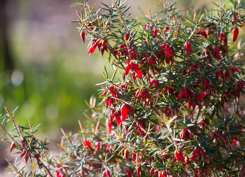 Environment native flora