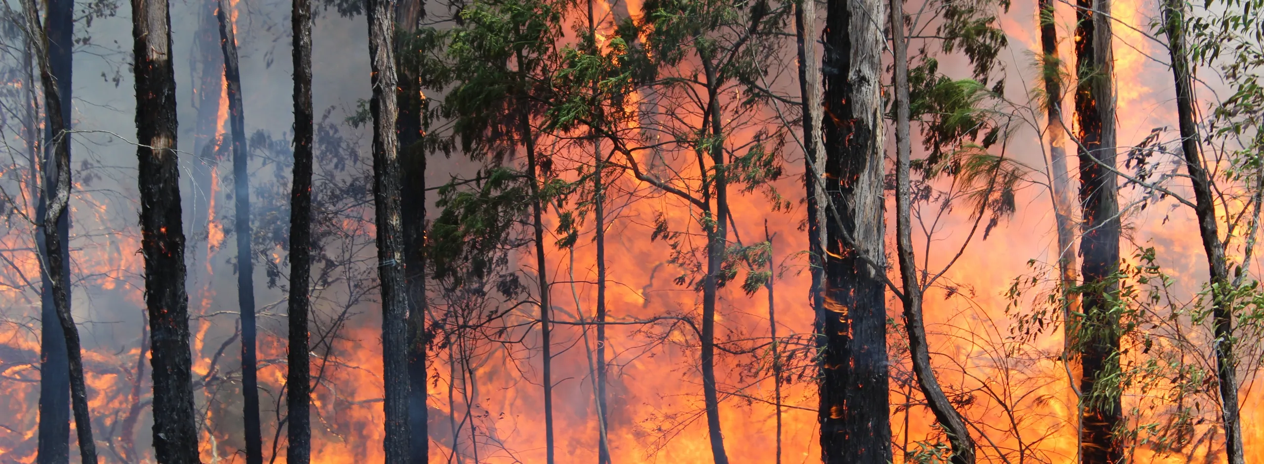 Environment fire danger season