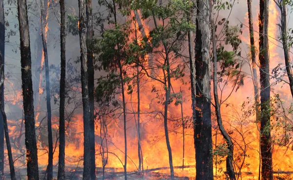 Environment fire danger season