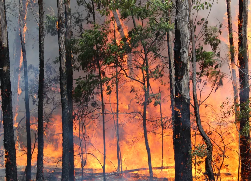Environment fire danger season
