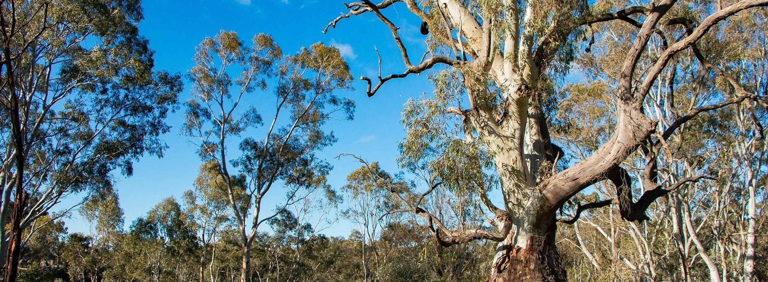 Environment landscape levy