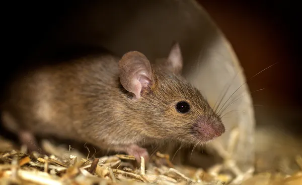 Pests and vermin