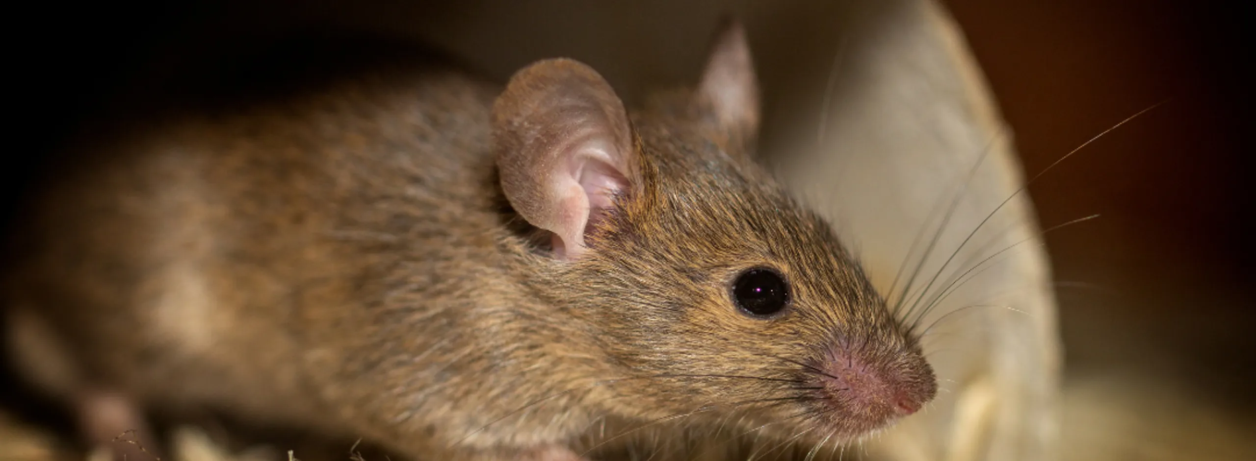 Pests and vermin