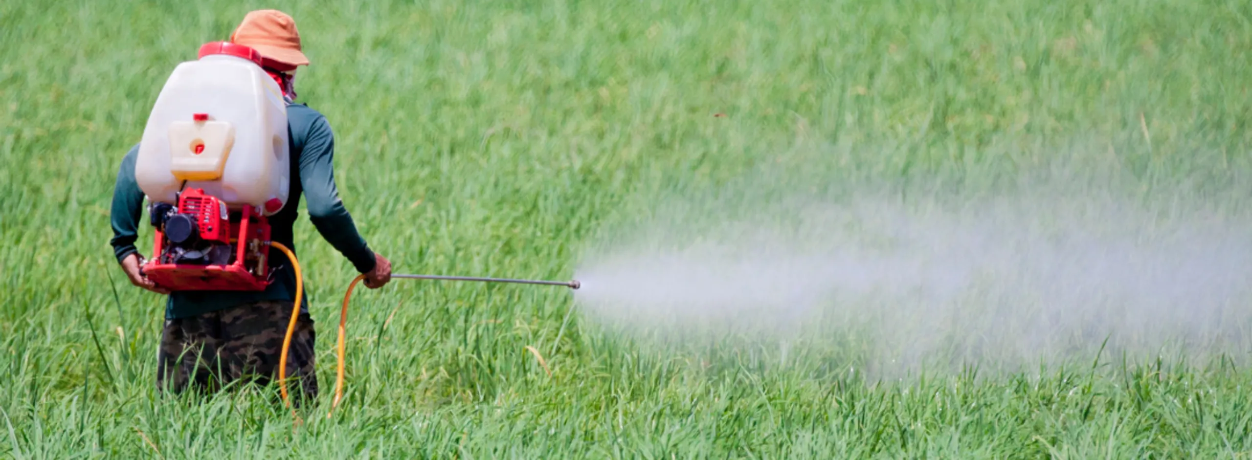 Plants and pest management