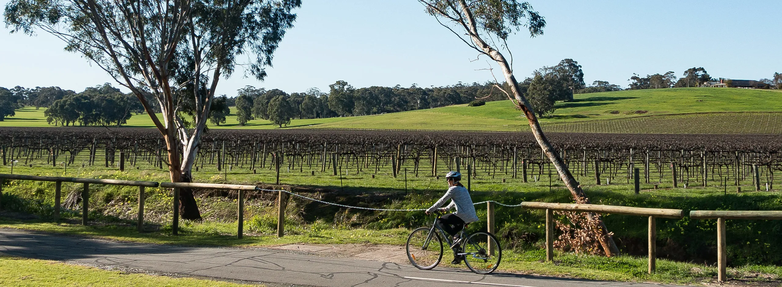 Cycling alongside winery