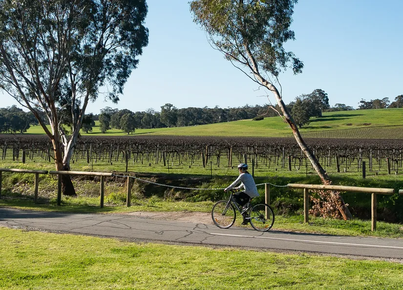Cycling alongside winery