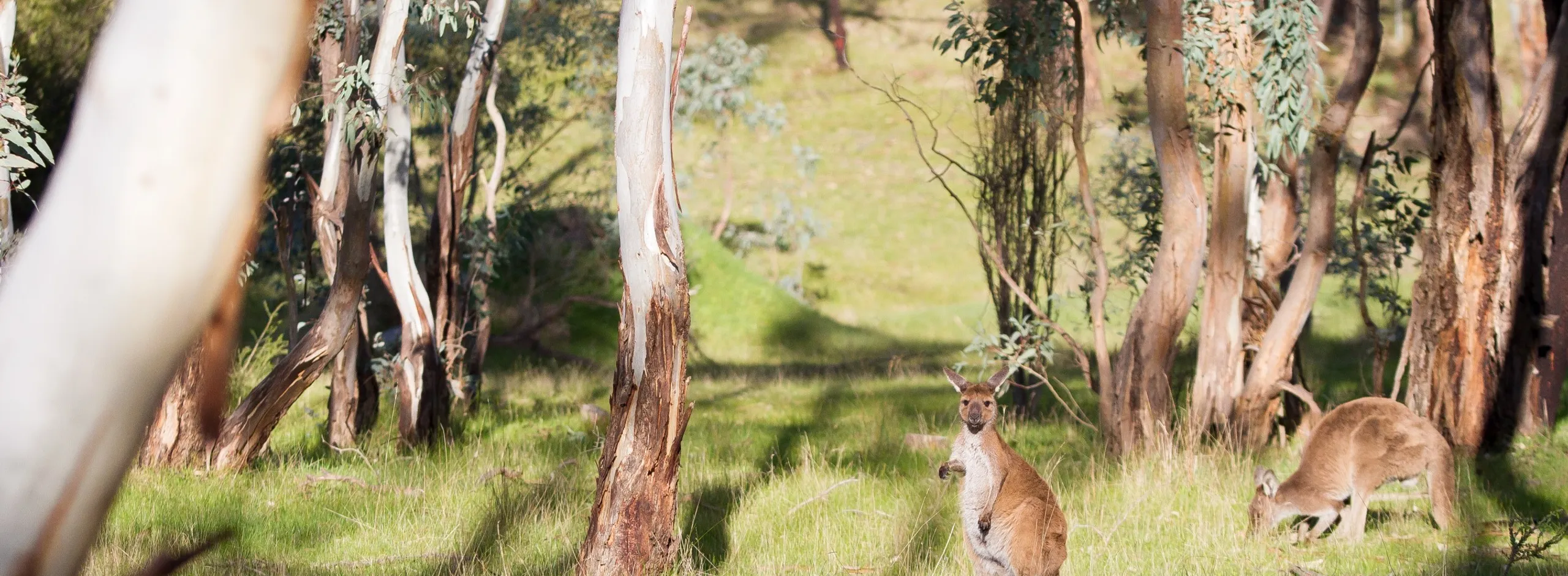 Recreation trails bushwalking