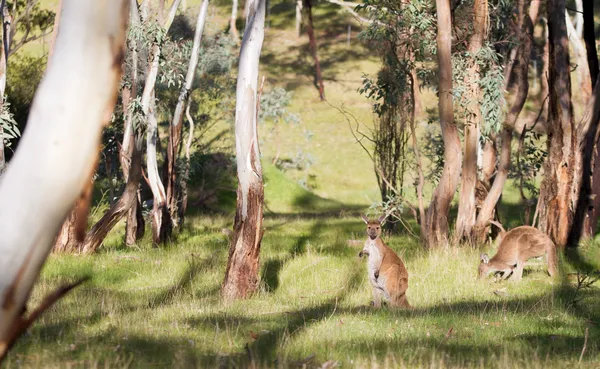 Recreation trails bushwalking