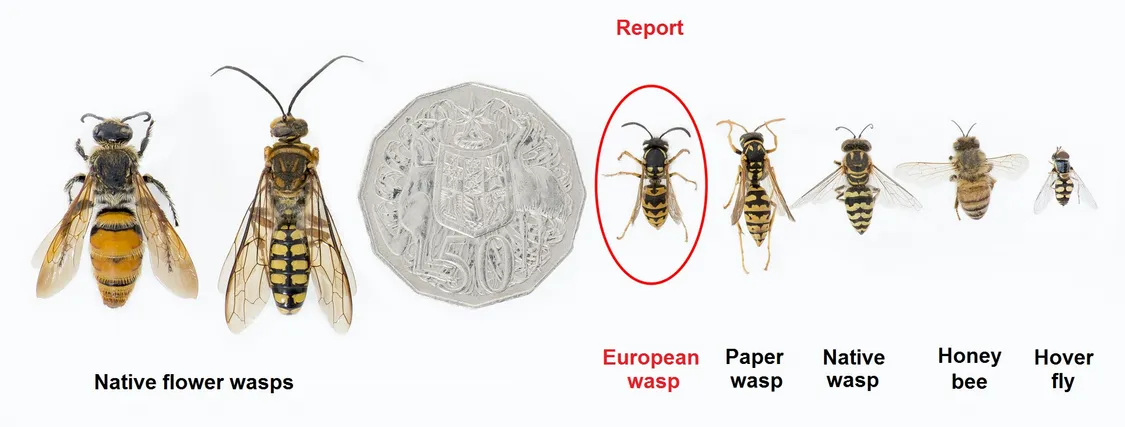 DSC 2556 Vespula germanica comparison red circle 0 0