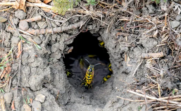 I Stock 869352610 European wasp nest in ground LR 768x384
