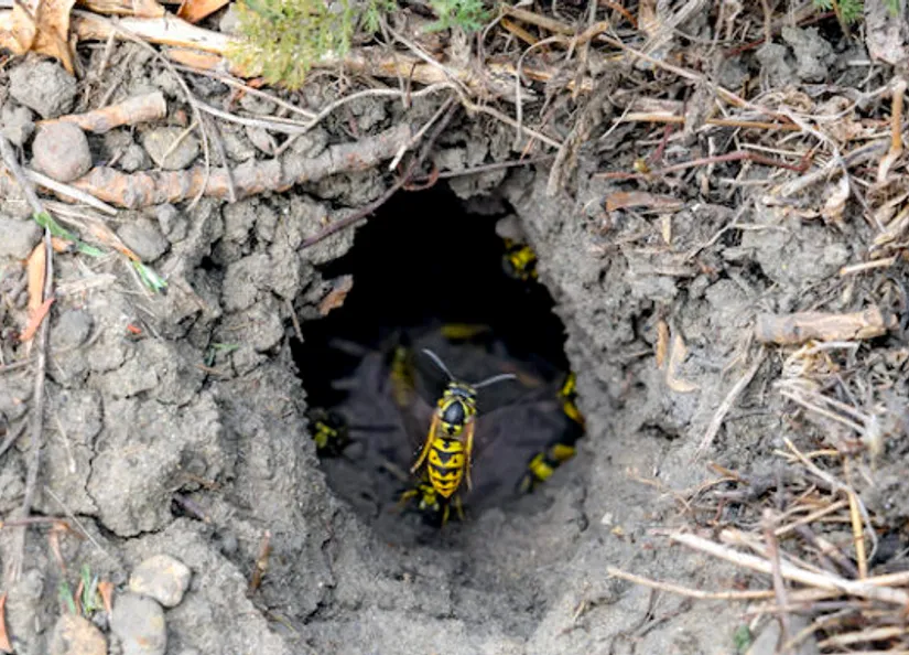 I Stock 869352610 European wasp nest in ground LR 768x384