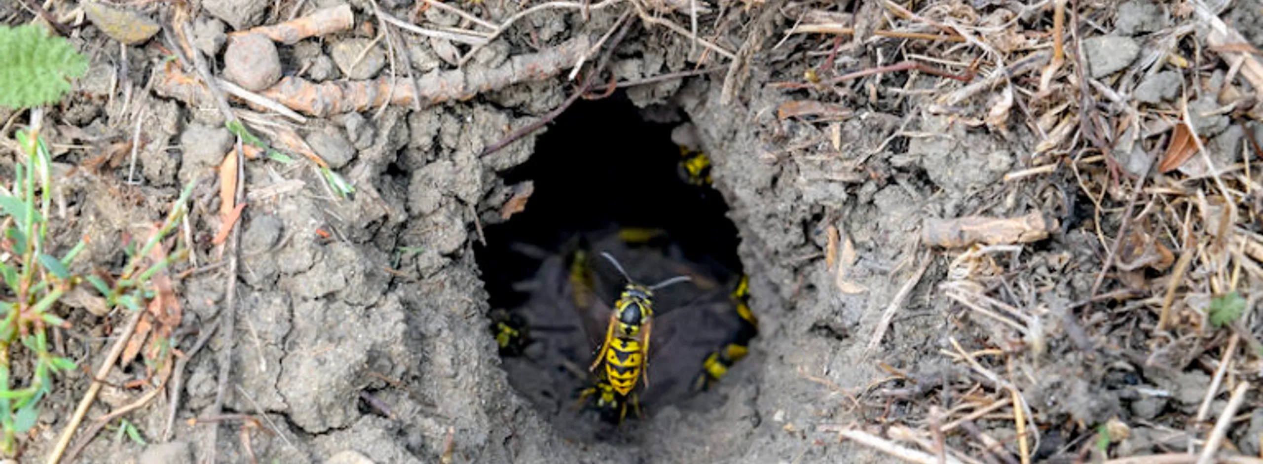I Stock 869352610 European wasp nest in ground LR 768x384