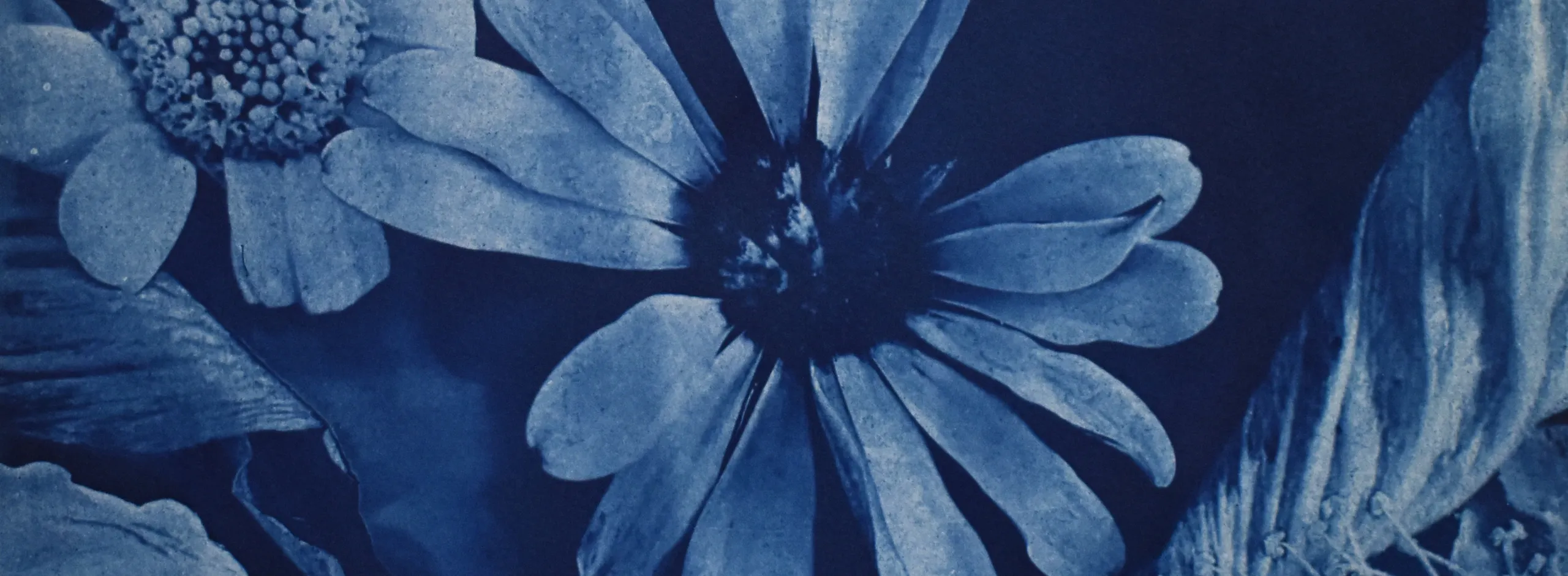 Still life 2024 cyanotype on paper 250mm x 250mm Photo courtesy of artist Photo courtesy of artist Photo courtesy of artist