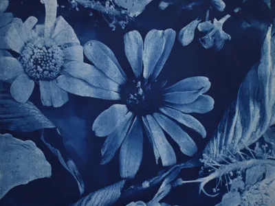 Still life 2024 cyanotype on paper 250mm x 250mm Photo courtesy of artist Photo courtesy of artist Photo courtesy of artist