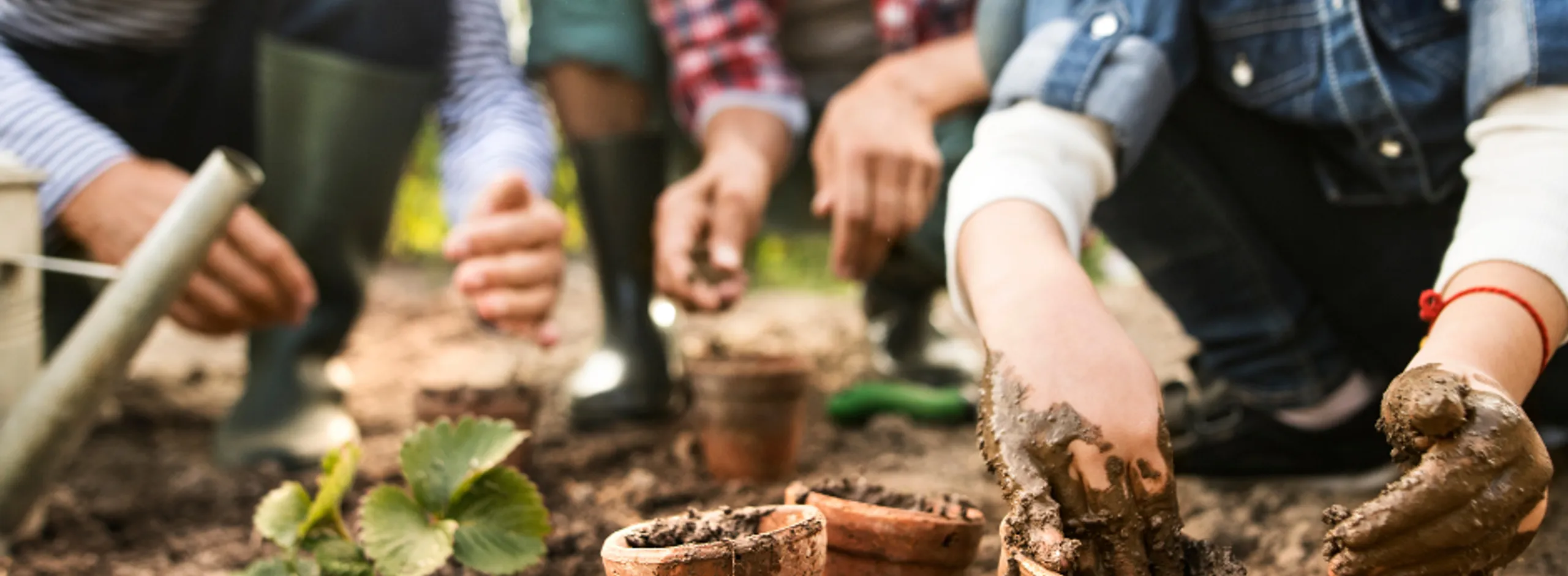 Seed Library website image
