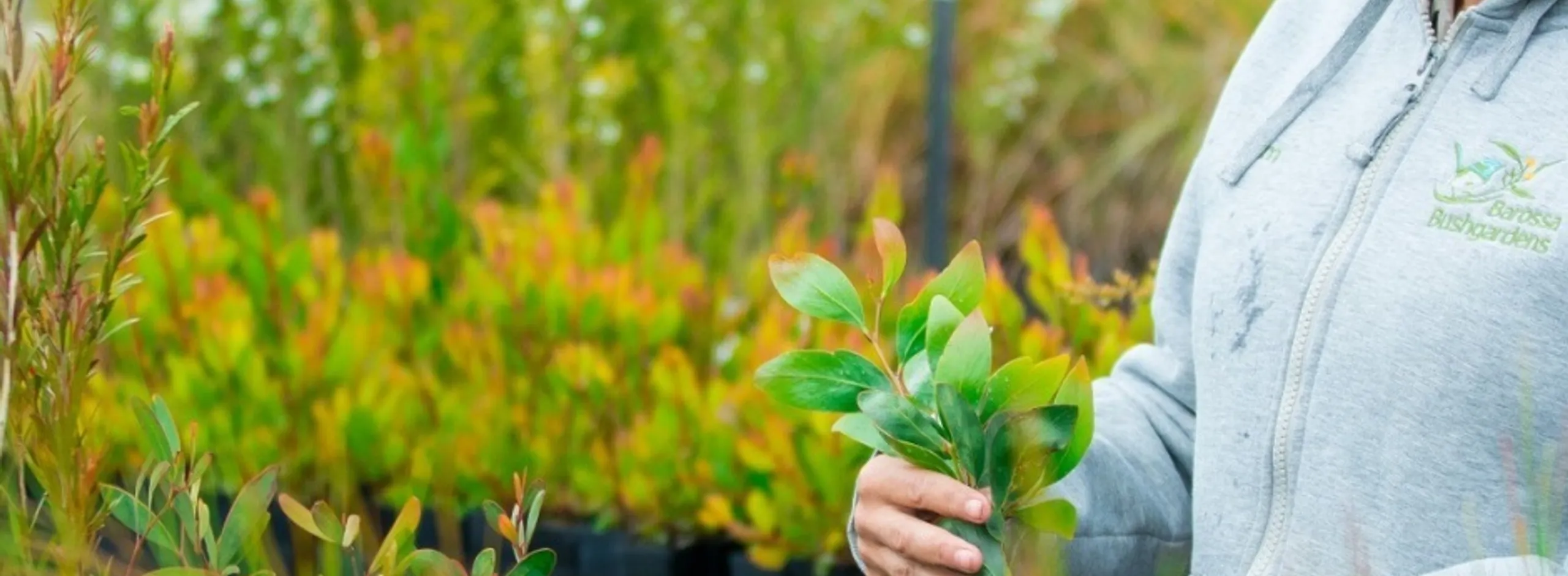 Barossa Bushgardens framework consultation