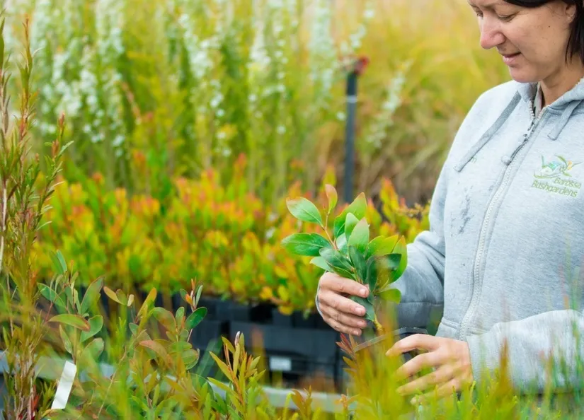 Barossa Bushgardens framework consultation