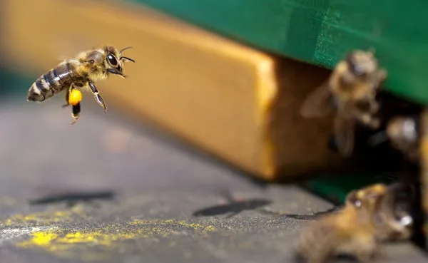 Bees and beehives