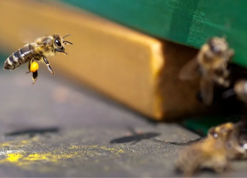 Bees and beehives