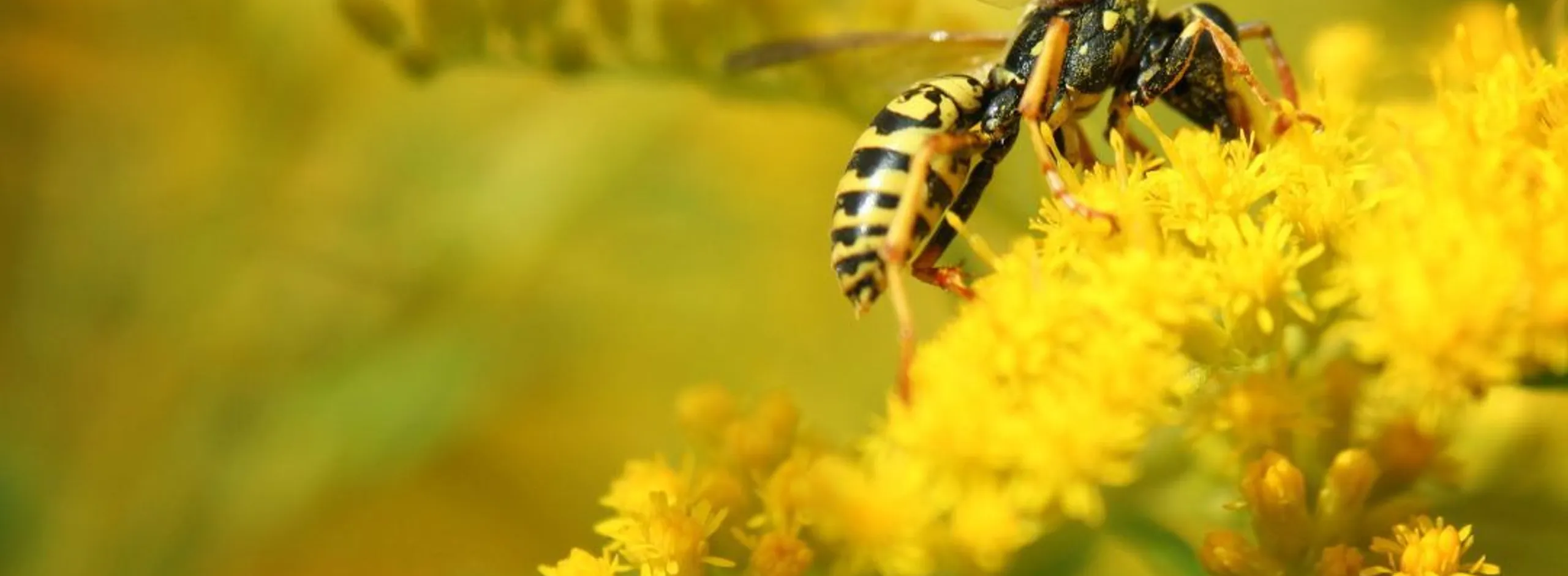 Bees and wasps