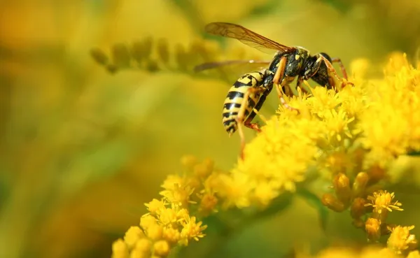 Bees and wasps