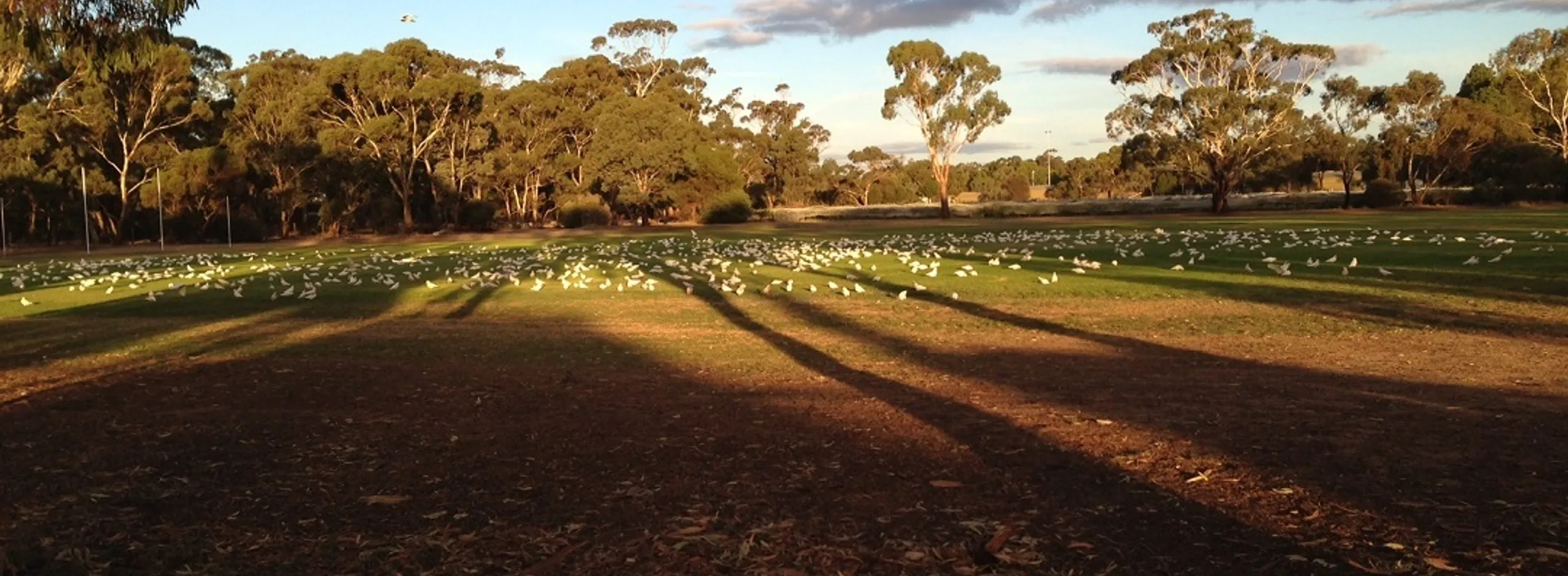 Little Corellas v3