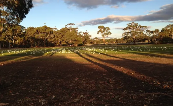 Little Corellas v3