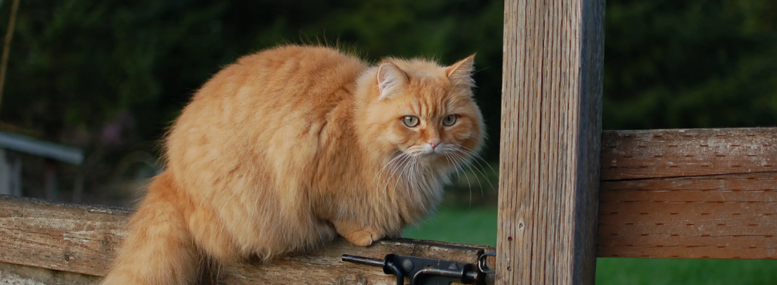 Neighbours cat