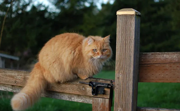 Neighbours cat