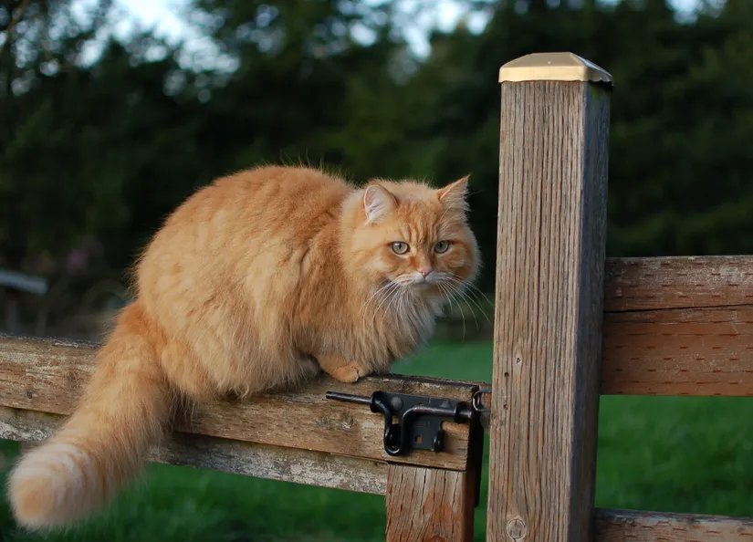 Neighbours cat