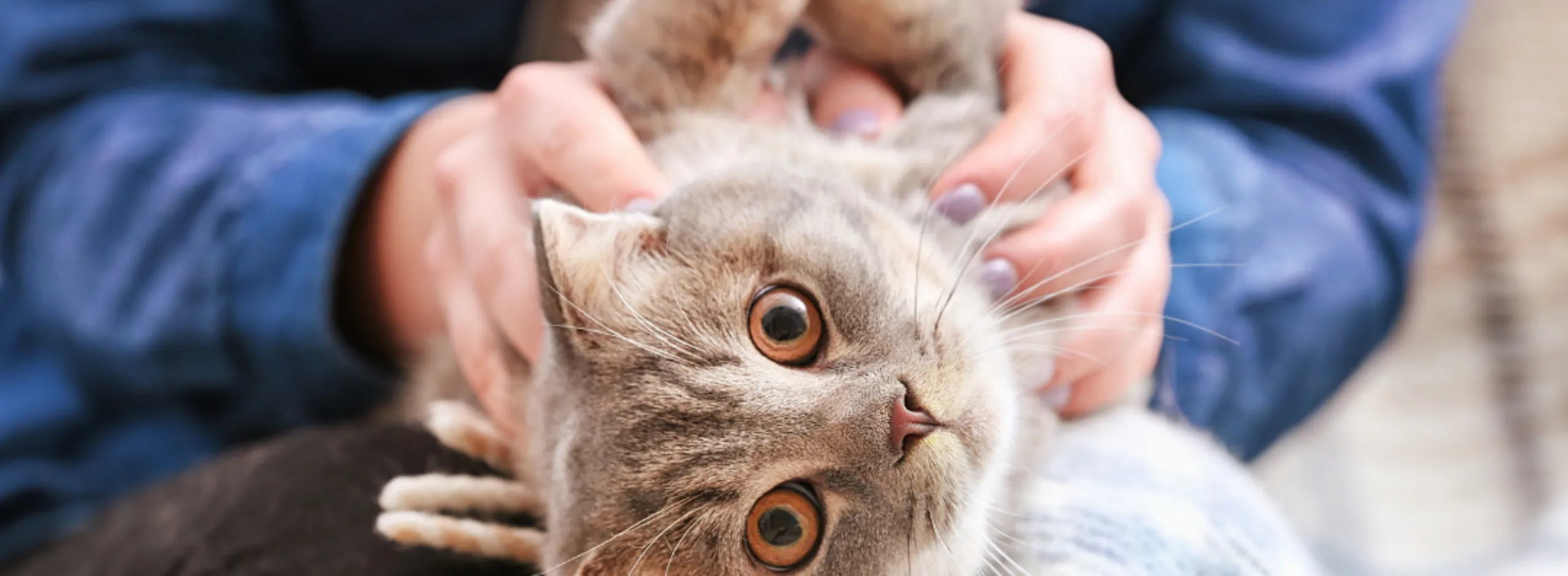 Cat desex