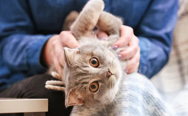 Cat desex